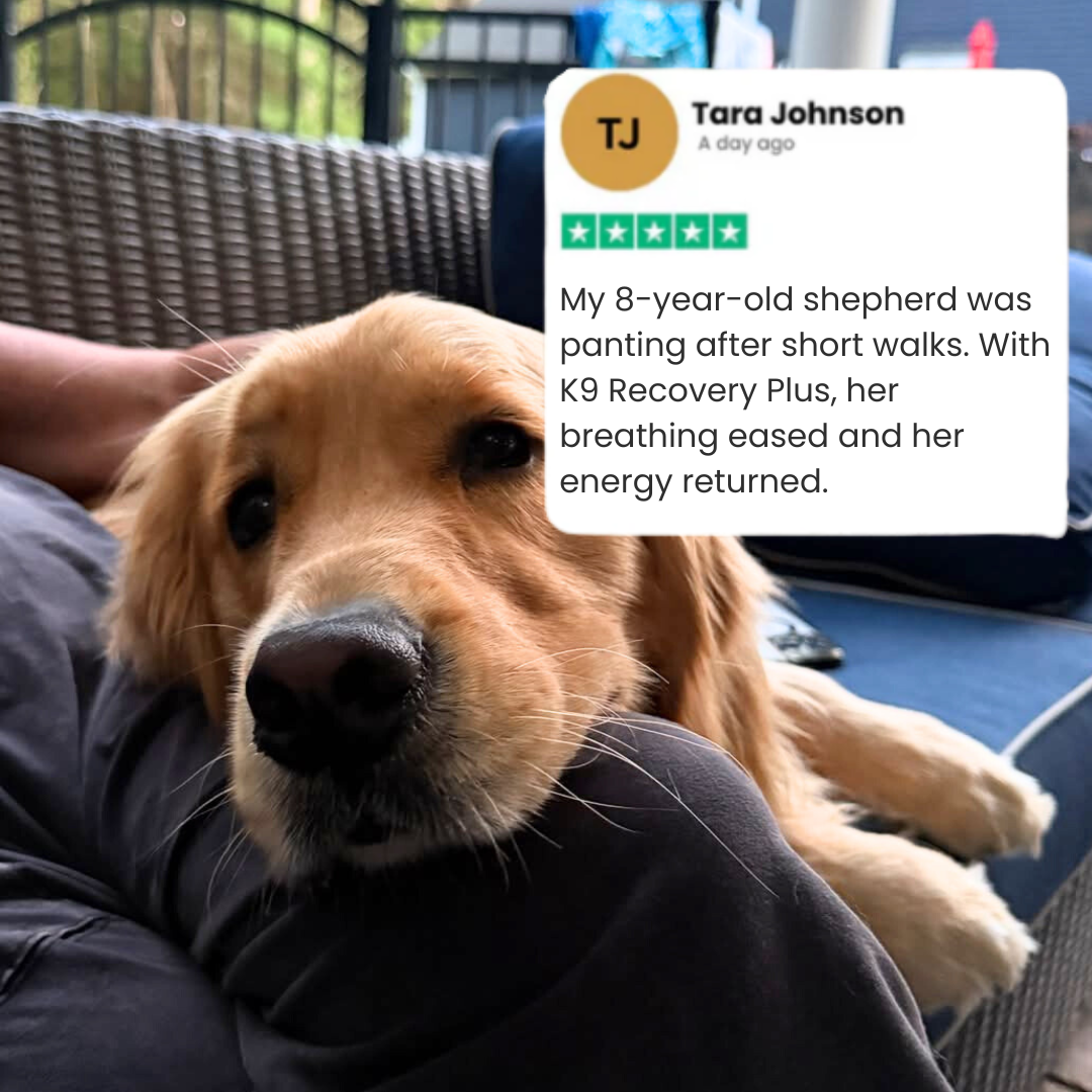K9 Recovery Plus