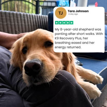 K9 Recovery Plus